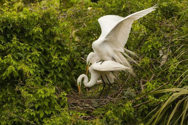 FL, Anastasia Is Great egret pair mating at nest